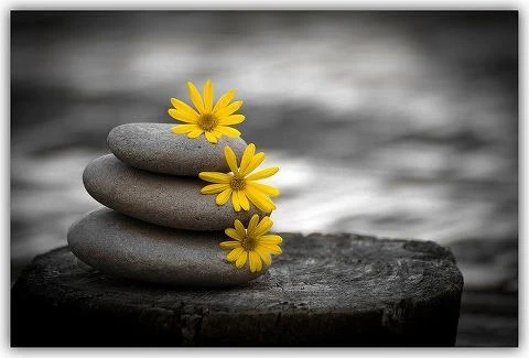 Giảm thiểu khổ đau